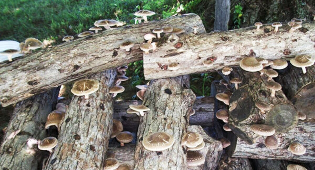Shiitake (Lentinula edodes) growing from a log.